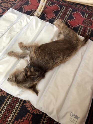 Enjoying the Omlet cooling mat during the heat wave!