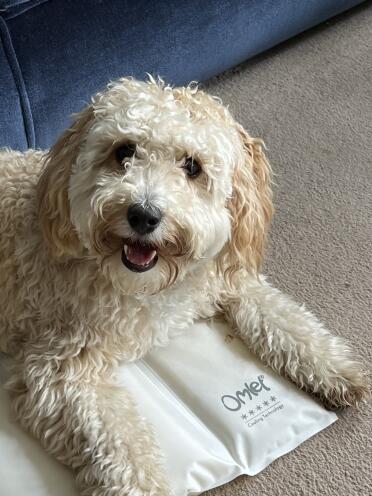 Olive the Cavapoochon loves her Omlet cool mat
