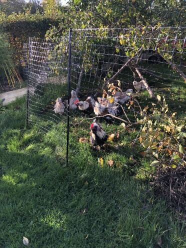The fencing is pecking proof