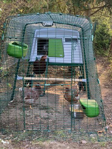 Can you spot the four hens in this photo?