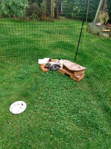How sweet are these chickens cuddled up!