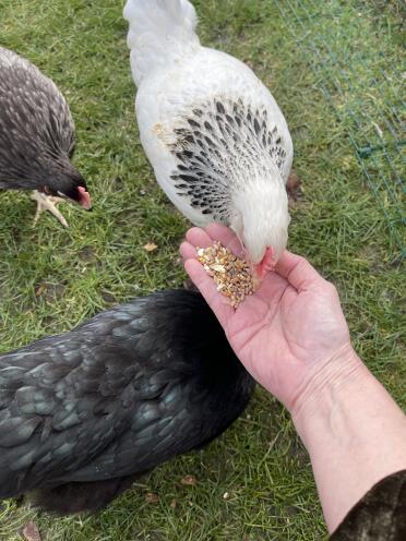 Chickens love this mix