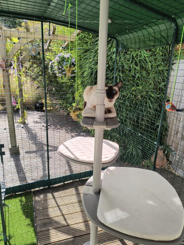 Yzma i sin omelett-catio. 