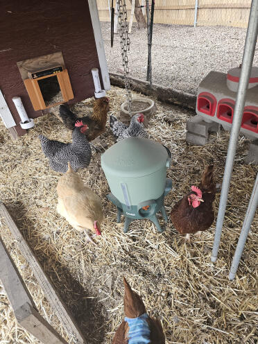 We love the new Omlet water.