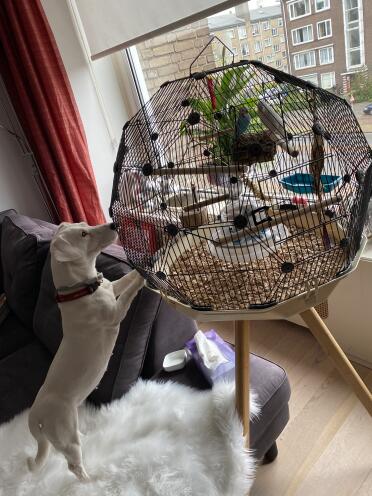 Also bibi likes the Geo cage. with contents totally top! 
