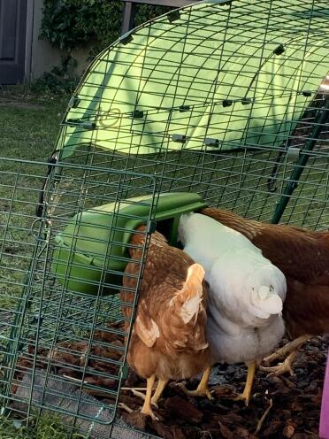 Organic feed- yum! 