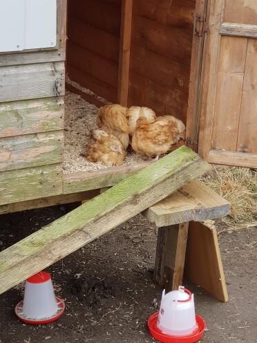 Chickens make wonderful pets!