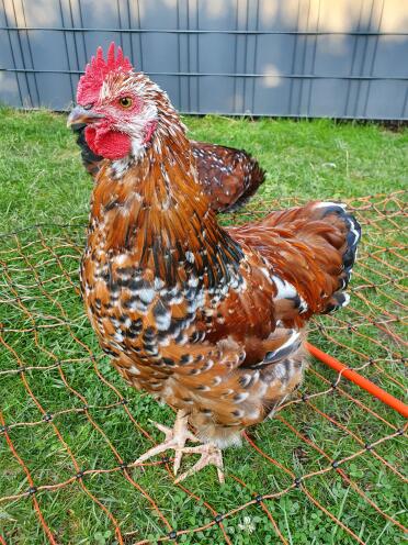 Chicken in garden
