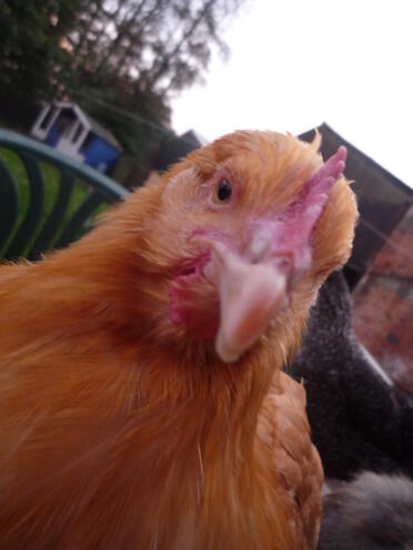 This is my buff orpington, buffy