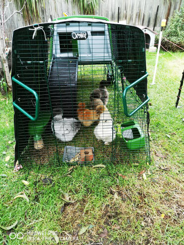 Nos adorables petites-filles, les poules silkies 