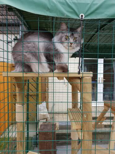 Our Maine coon Dougal in his omlet cat run