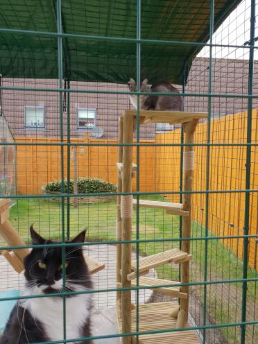 Our Maine coons Dougal and Dylan enjoying their run