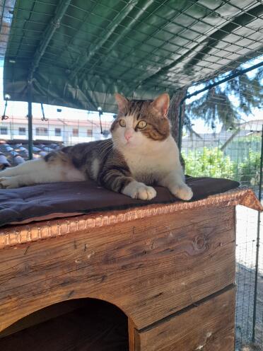 Resting comfortably under the shade