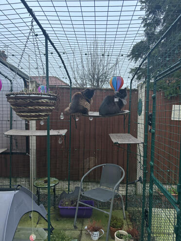 Both my Maine coon boys testing the weight limit of the catio shelves!