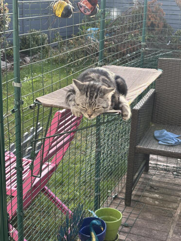 Chilling on his cat shelf 
