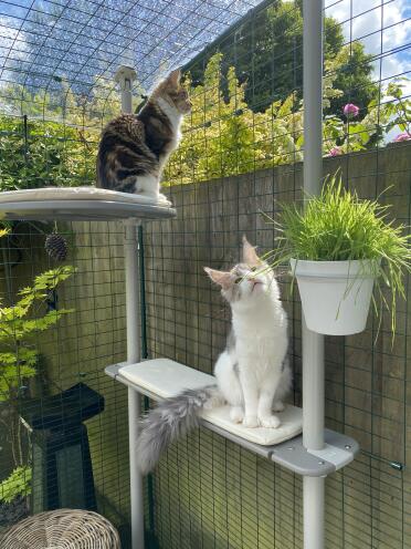 Nosy neighbours! 