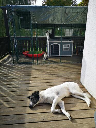 The peace is preserved between cats and dogs!