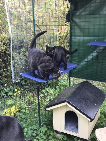 All the cats love it