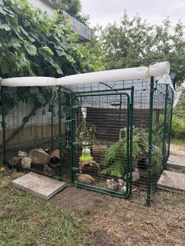 Outdoor guinea pig enclosure