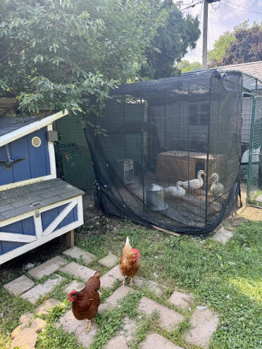 Coop e casa delle anatre con pista Omlet 