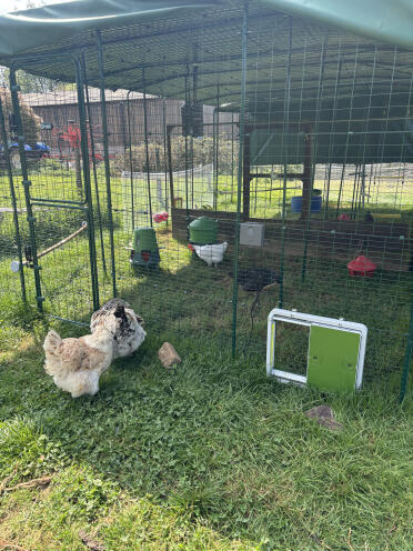 Des poules heureuses
