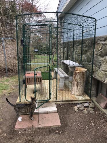 Cat outside Omlet Catio