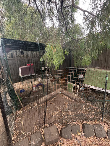 Mine piger ser ud til at elske walk in run'en. de har et stort område udenfor, men ser ud til at bruge mere tid i run'en end udenfor.