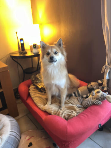 Moka ist ganz stolz auf sein neues großes bett!