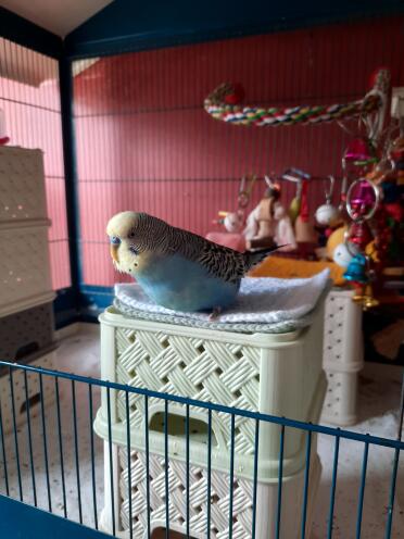 Budgies love to relax