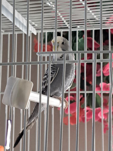 Grigio parrocchetto