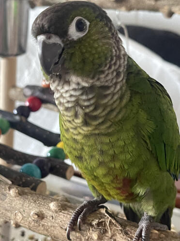 Miss pickles