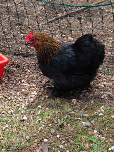 Schwarze Pekin Henne