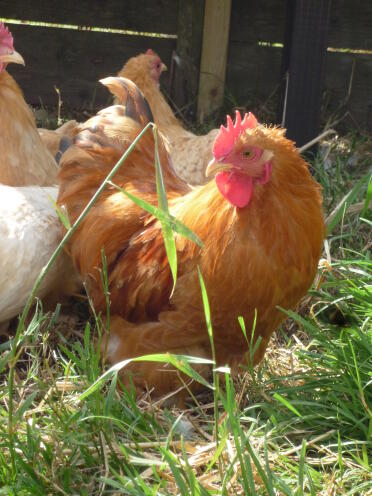 Buff cockerel