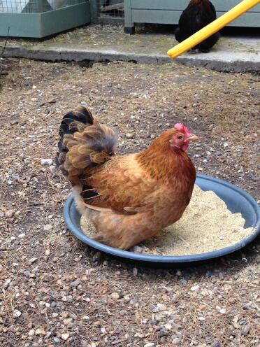 Buff Pekin Henne
