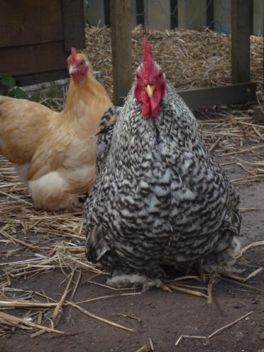 Kevin the cuckoo pekin bantan.
