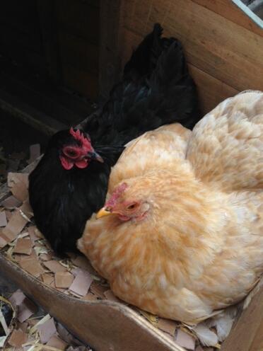 Zitronen-Kuckuck und schwarzer Pekin