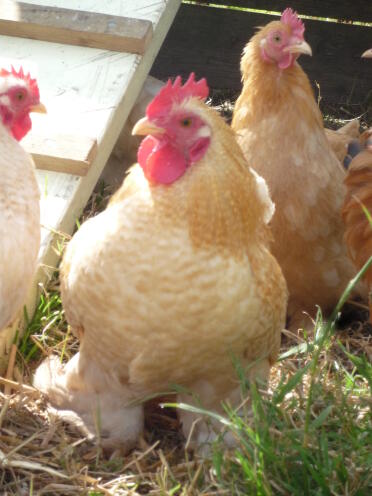 Lemon cuckoo cockerel