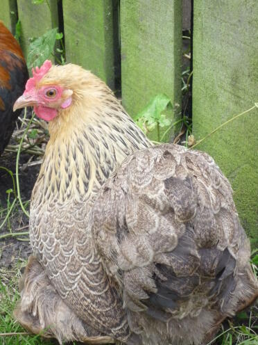 My gold partridge pekin bantam.