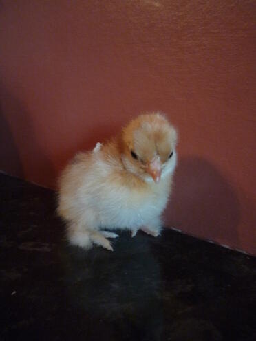 My mille fleur pekin chick
