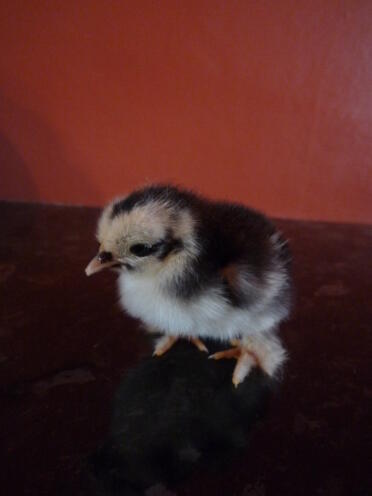 My mottled pekin chick