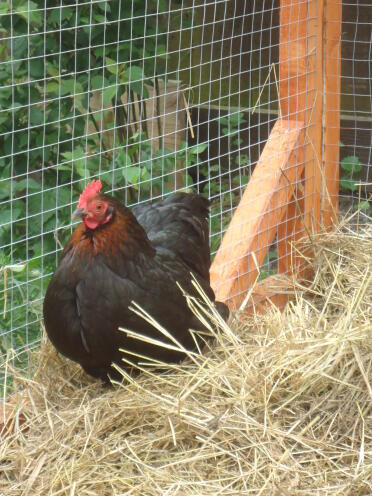 Pekin hen 