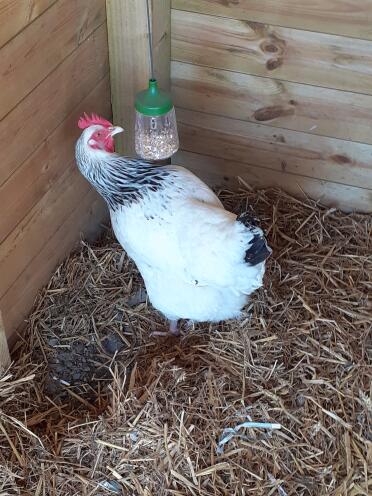 Sassy our Light Sussex enjoys her treats