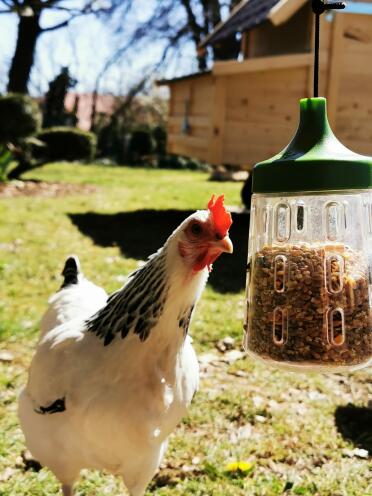 Chickens love corn