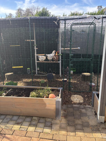 Des poules heureuses 