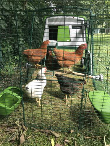 Chicken perching in their chicken run.