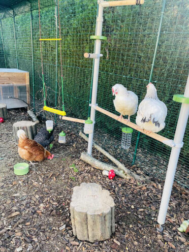 My chicks Discover their perch 