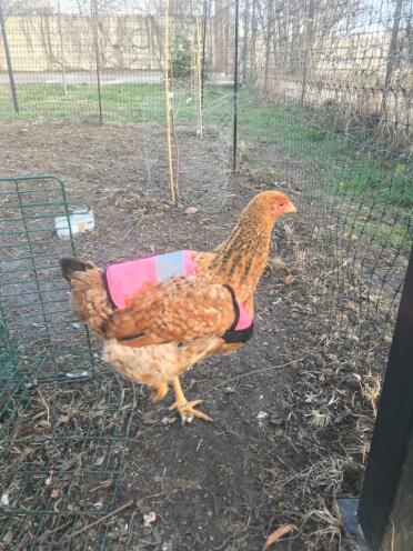 Happy chickens 