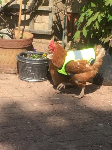 Proud Lucy wearing her outfit!