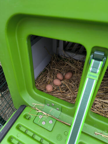 The first eggs