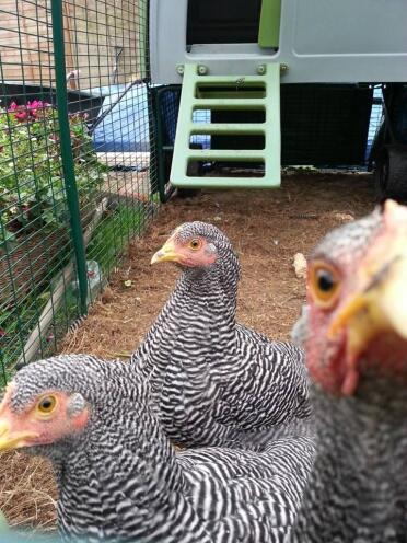 My three girls